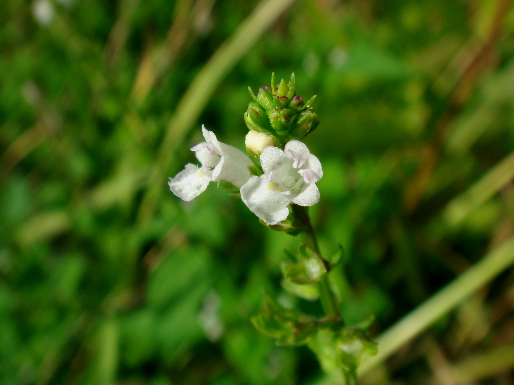 Mosla dianthera (Buchanan-Hamilton ex Roxburgh) Maximovicz